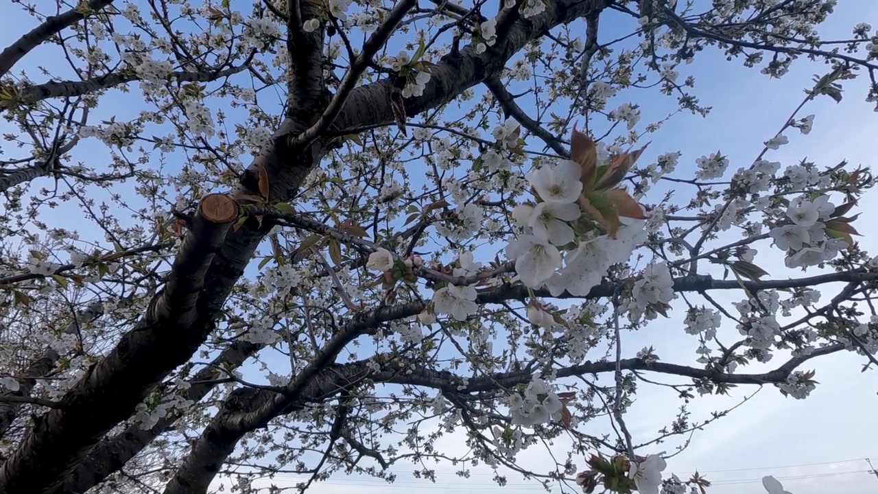 香甜的樱桃树在蓝天的背景上开着花视频素材