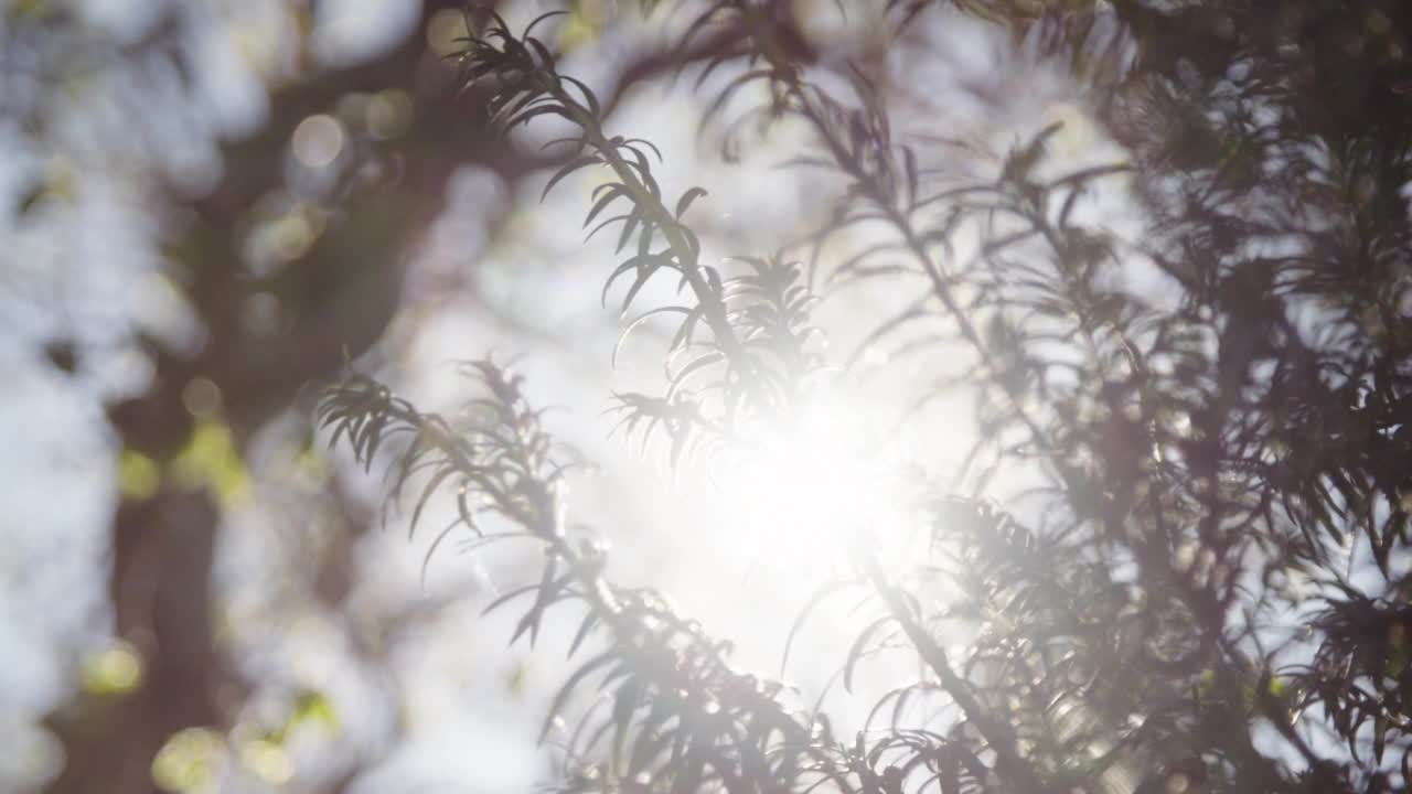 阳光透过绿色植被视频素材