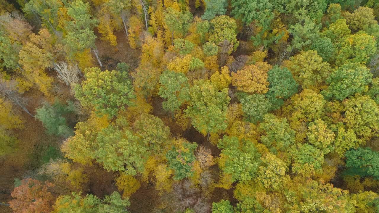 鸟瞰秋天五彩缤纷的森林。Franconia, Steigerwald, Bavaria, Germany。视频素材