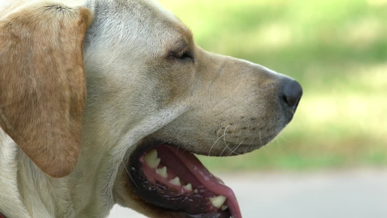 黄色拉布拉多寻回犬视频素材