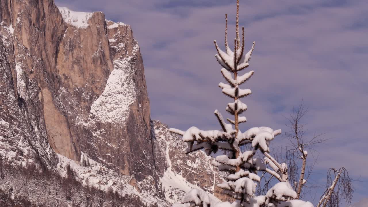 被雪覆盖的冷杉树在前景和意大利阿尔卑斯山的山脉白云岩在大雪后充满了雪视频素材