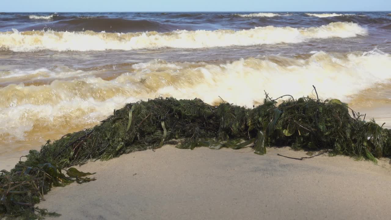 海边一堆海藻的4K视图视频素材