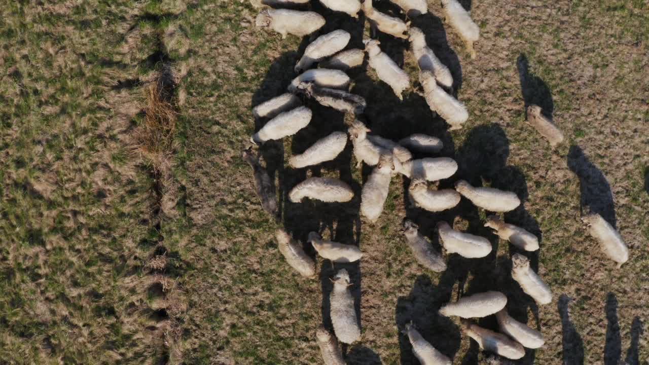 空地上的羊——从地面和无人机射击。羊视频下载