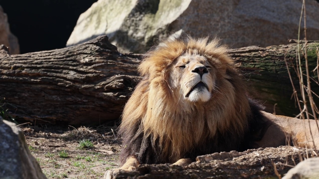 狮子，Panthera leo是四种大型猫科动物中的一种，也是Felidae家族的成员视频素材