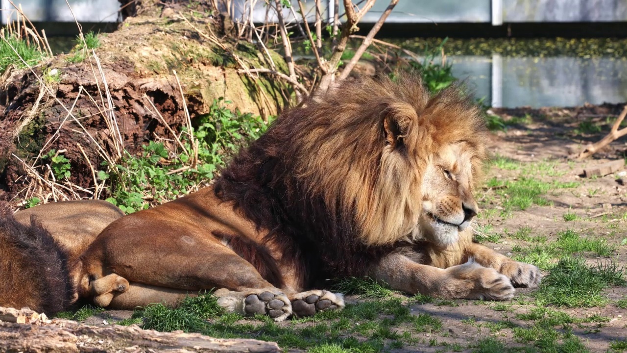 狮子，Panthera leo是四种大型猫科动物中的一种，也是Felidae家族的成员视频素材