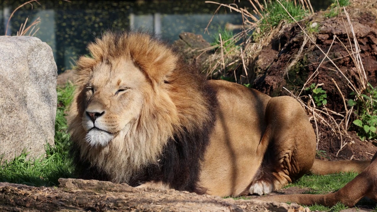 狮子，Panthera leo是四种大型猫科动物中的一种，也是Felidae家族的成员视频素材