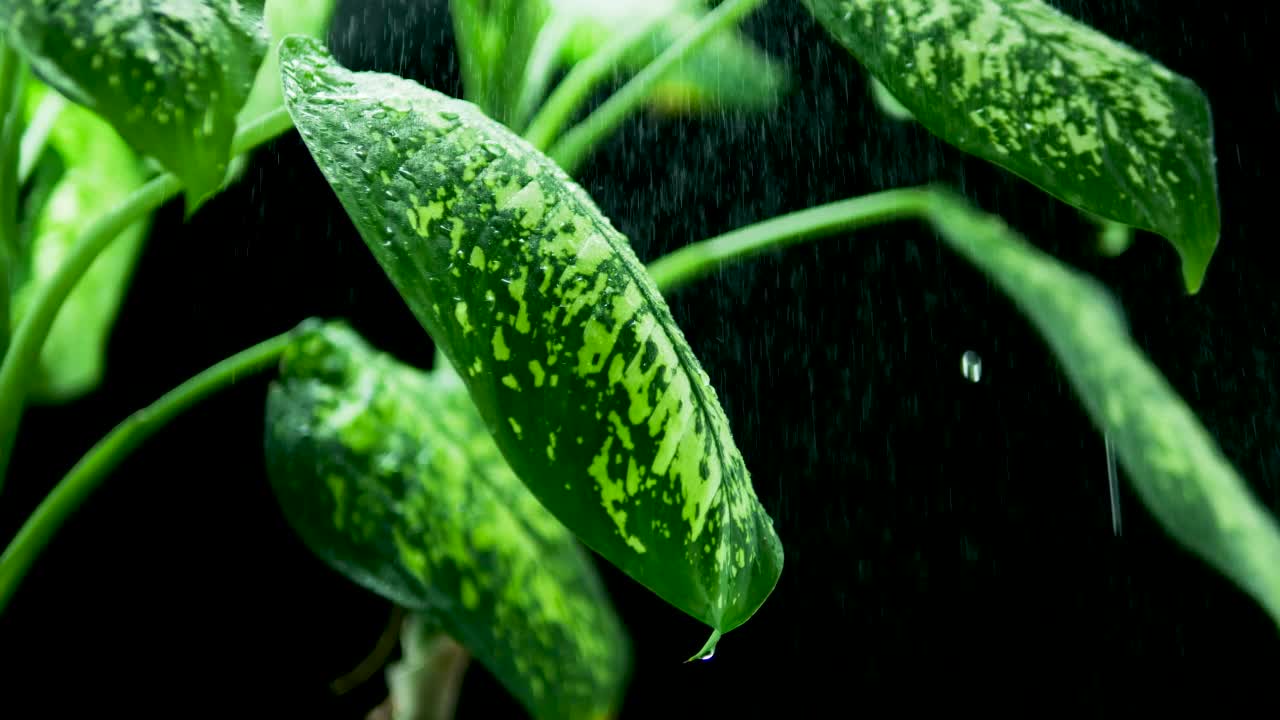 水滴顺着树叶流下来。黑色背景上的绿色叶子。给家里的绿色植物浇水。背景从绿色的叶子在一个黑色的背景视频素材