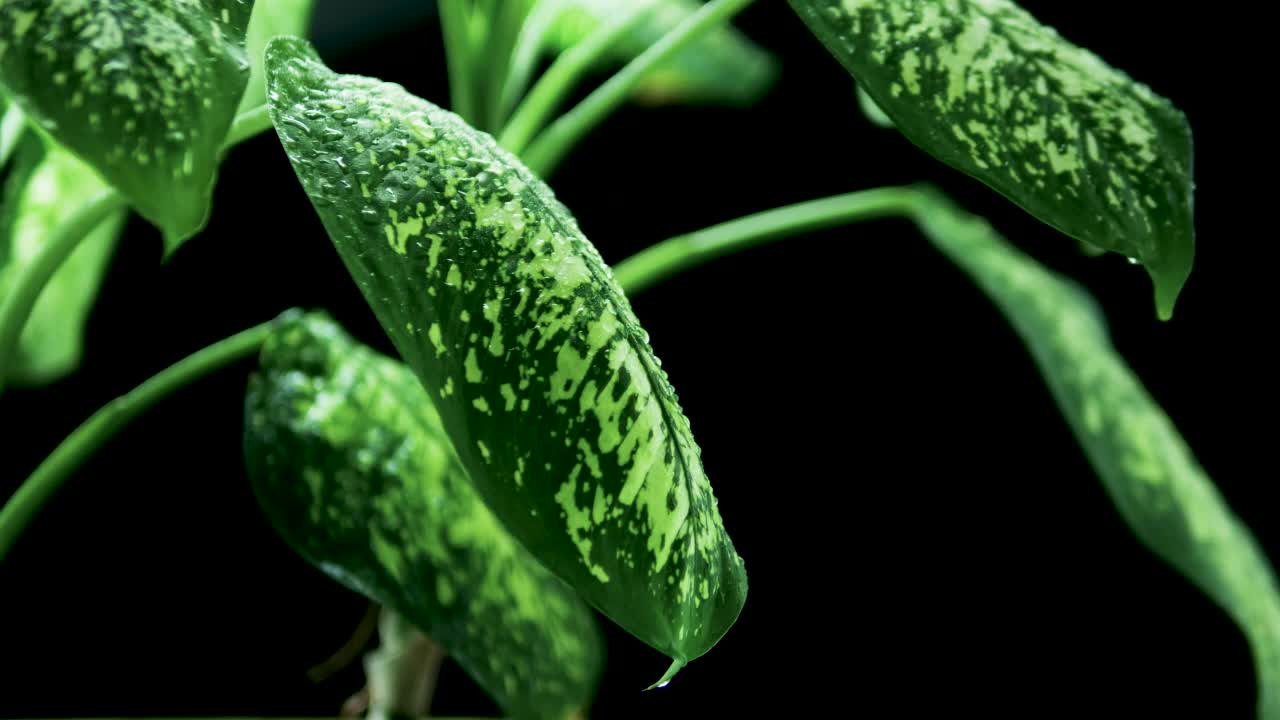 给家里的绿色植物浇水。水滴顺着绿色的叶子流下来。美丽的绿色树叶在黑色的背景。给家里的绿色植物浇水。背景从绿色的叶子在一个黑色的背景视频素材