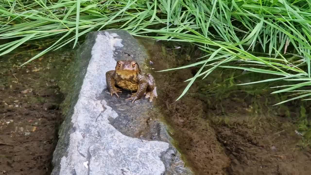 蟾蜍在小河边的石头上视频素材