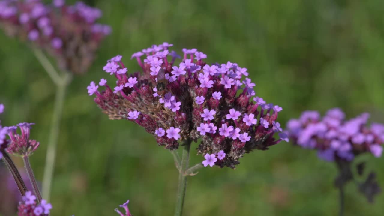 在马鞭草上采集花粉的蜜蜂视频下载