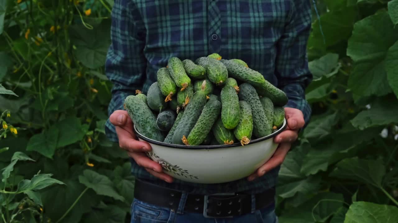 一名男性农民手中的黄瓜收获。有选择性的重点。食物。视频素材