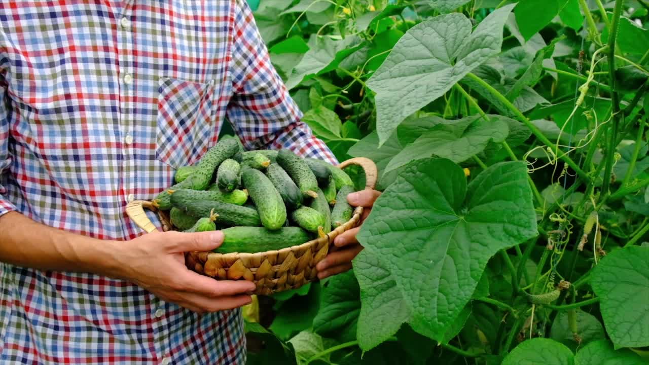 一名男性农民手中的黄瓜收获。有选择性的重点。食物。视频素材