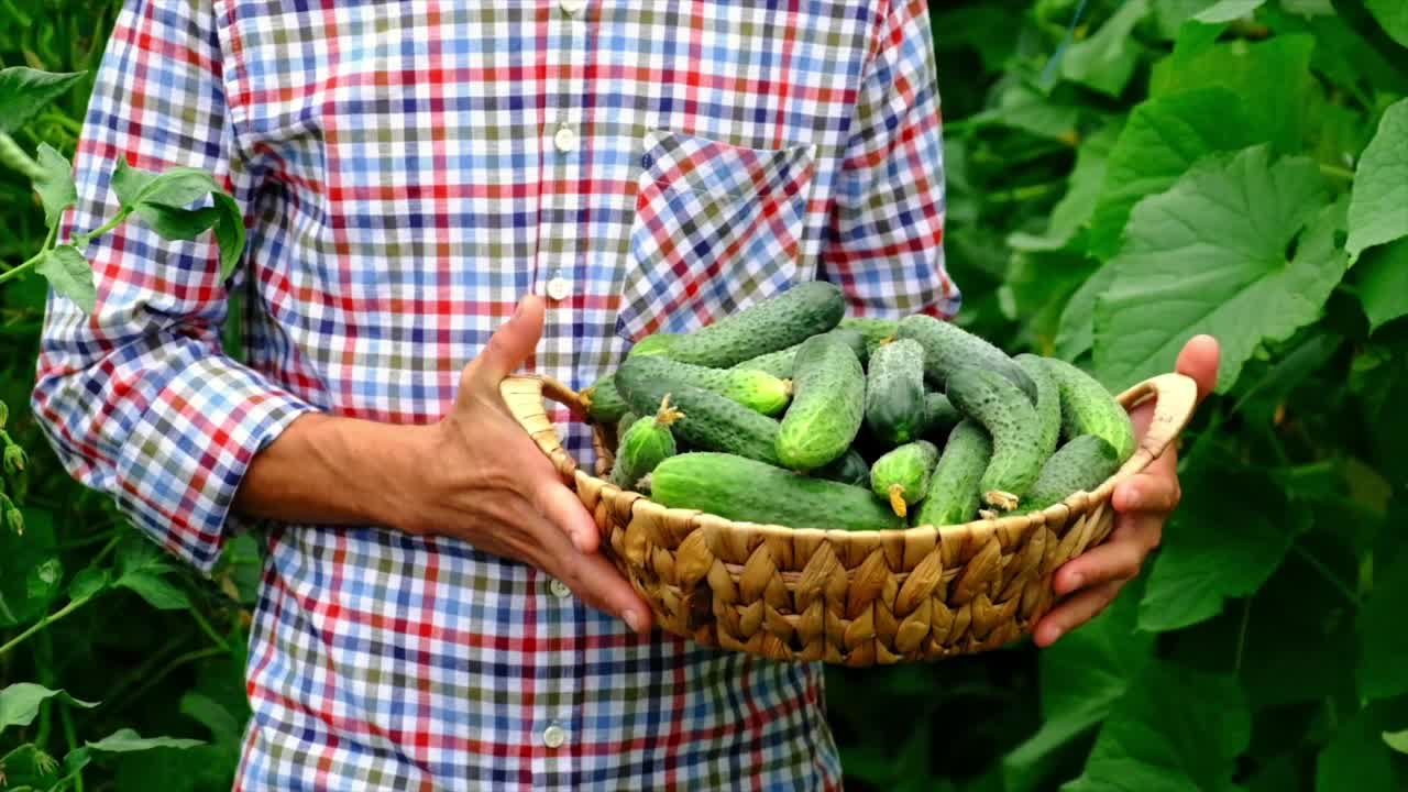 一名男性农民手中的黄瓜收获。有选择性的重点。食物。视频素材