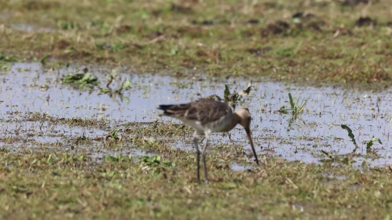 在湿地地区觅食黑尾塍鹬视频下载