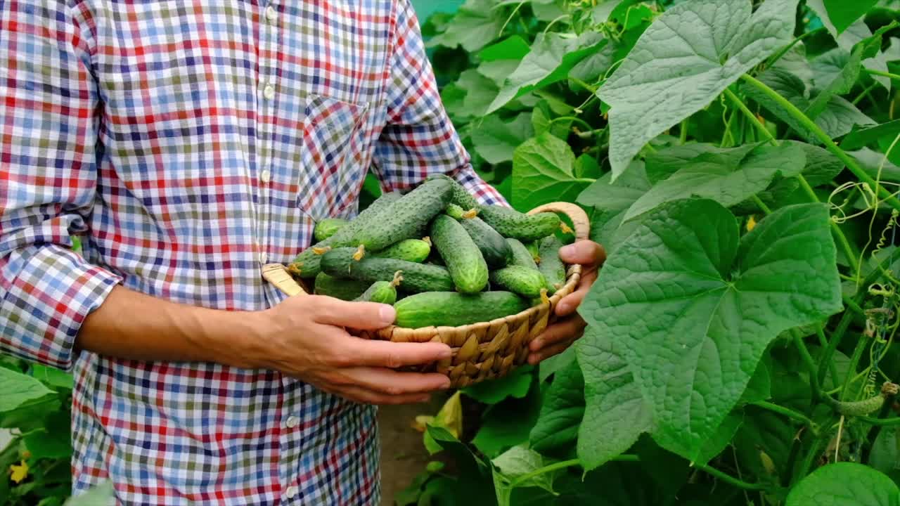 一名男性农民手中的黄瓜收获。有选择性的重点。食物。视频素材