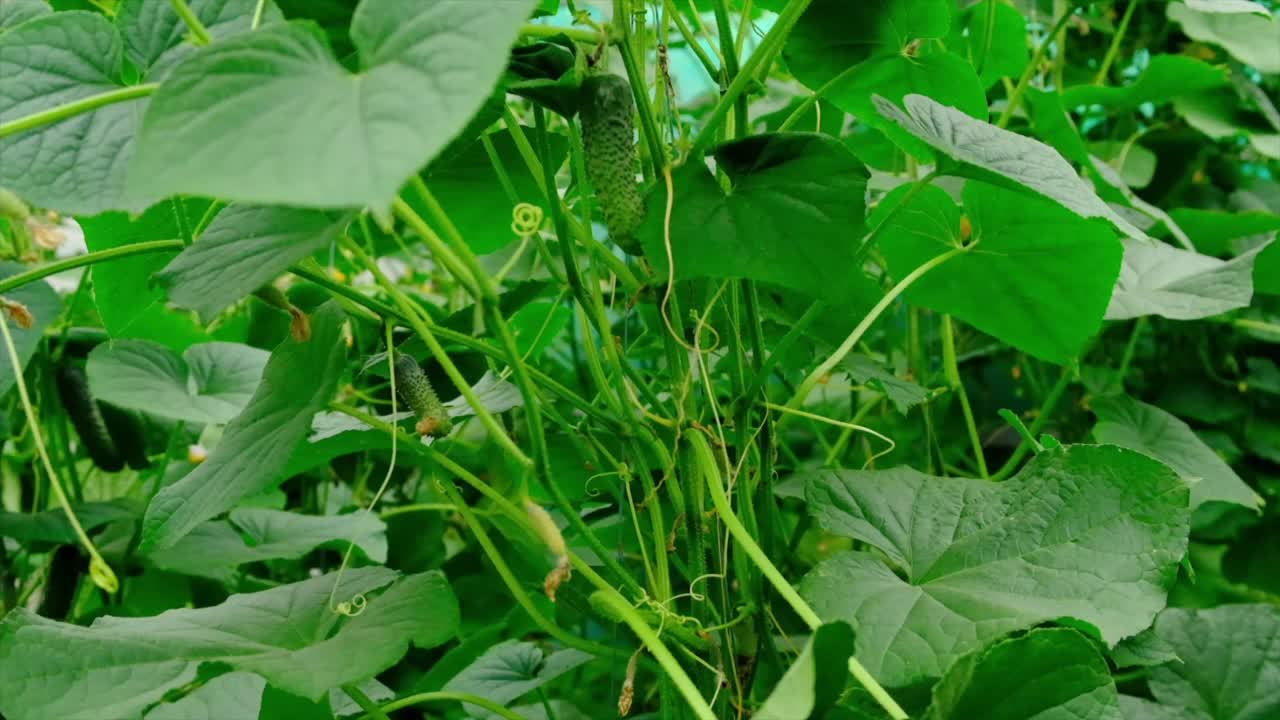 一名男性农民手中的黄瓜收获。有选择性的重点。食物。视频素材