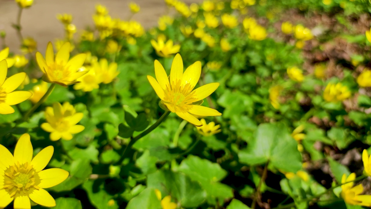 白屈菜(原名毛茛属Ficaria L.)，通常称为小白屈菜或毛梗。视频素材