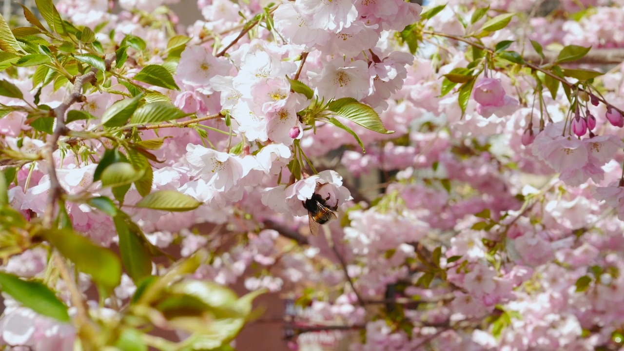 粉红色的花。樱花在4K慢动作。樱花blossomers视频素材