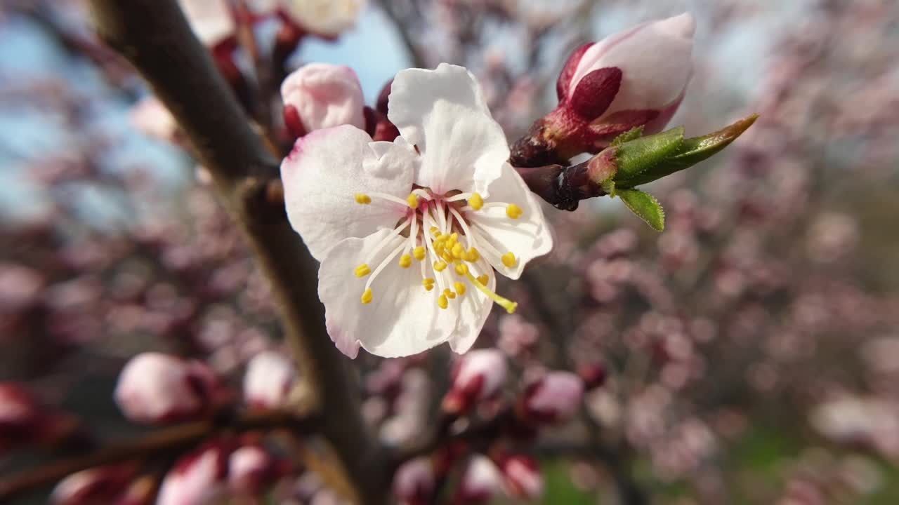 春光明媚，杏花盛开视频素材