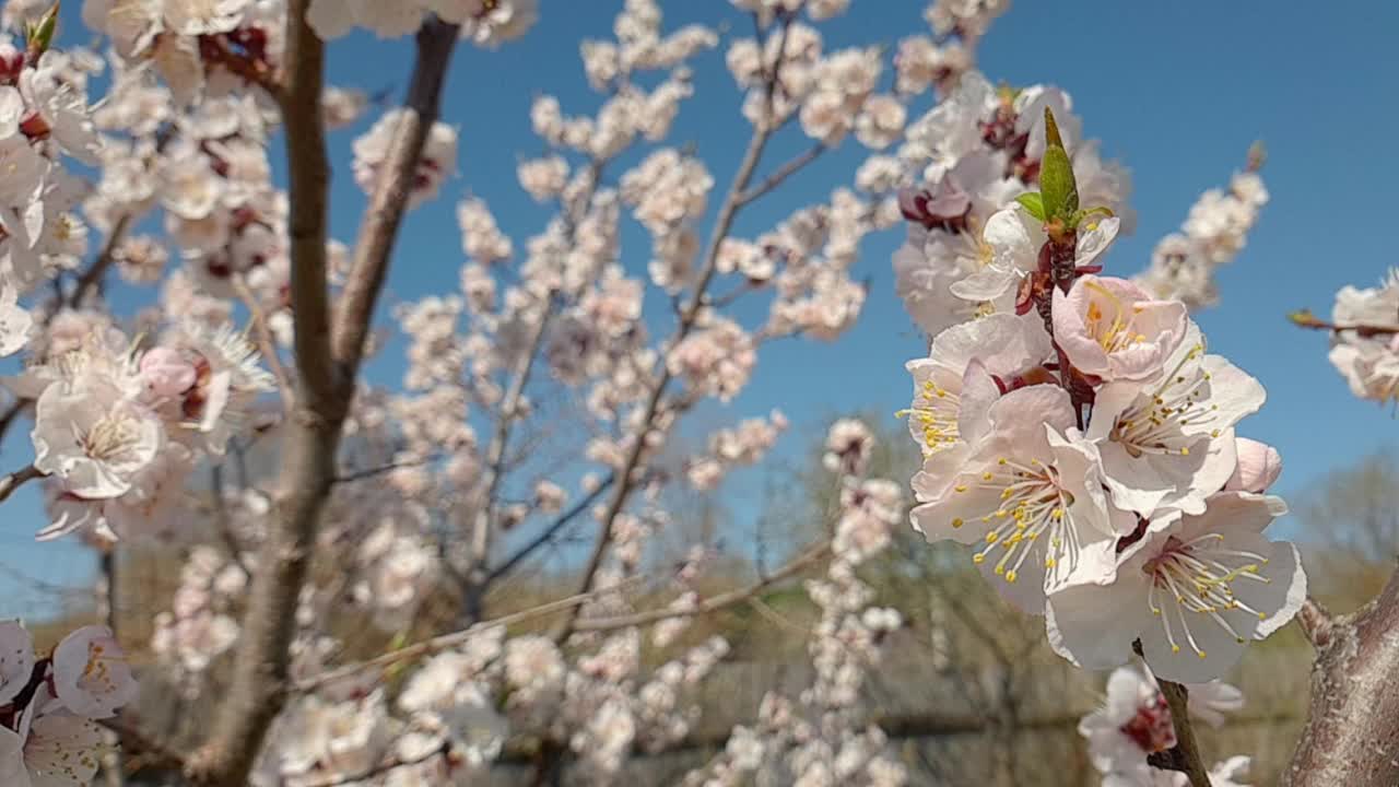 春光明媚，杏花盛开视频素材