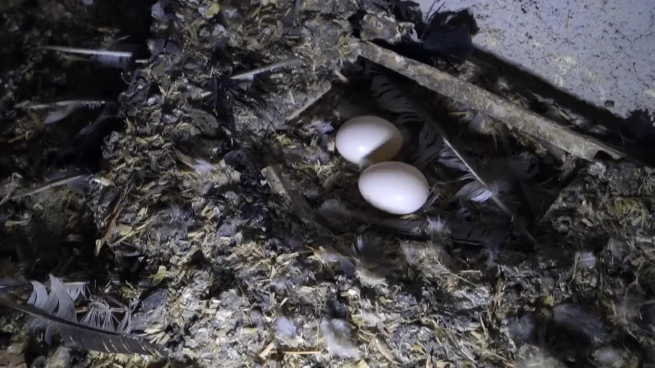 屋顶上的鸽子蛋，阁楼上的鸽子窝里的两个蛋，视频素材