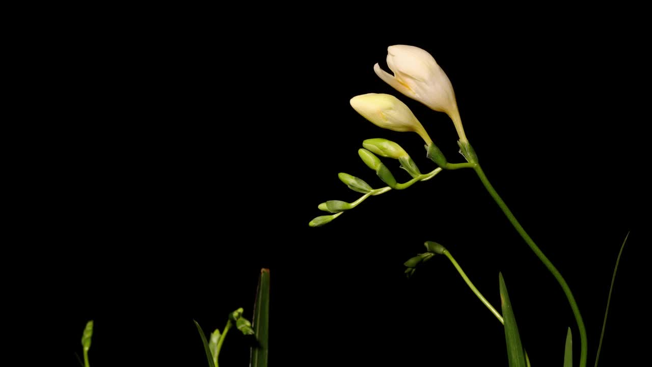 黄色小苍兰从萌芽到完全开花的时间流逝。春花小苍兰绽放孤立在黑色背景上，4k录影棚拍摄。视频素材