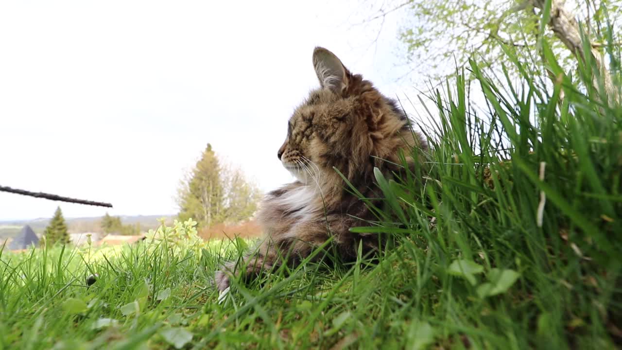 有趣的广角视频挪威森林猫在草地上玩视频素材