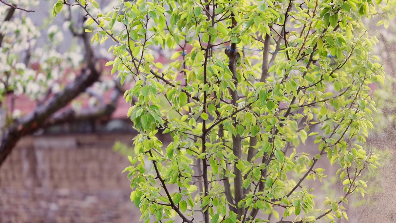 农夫园丁喷洒苹果树开花的春天果园视频素材