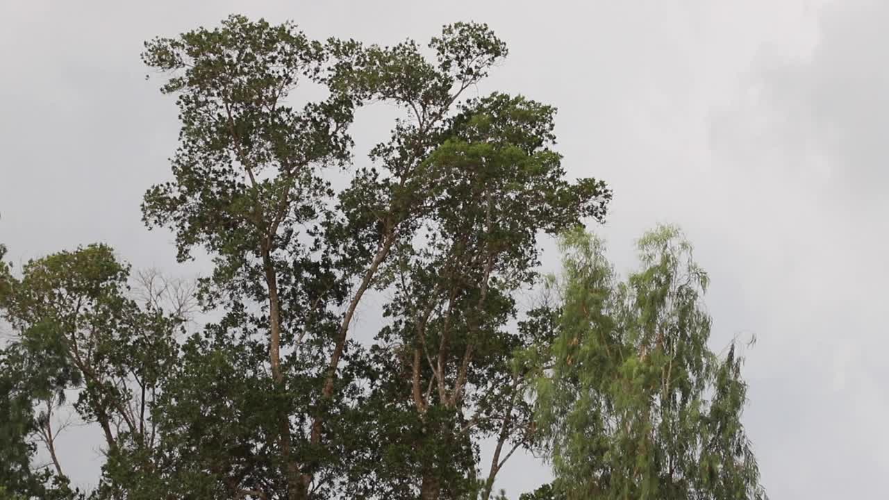 风和雨视频素材