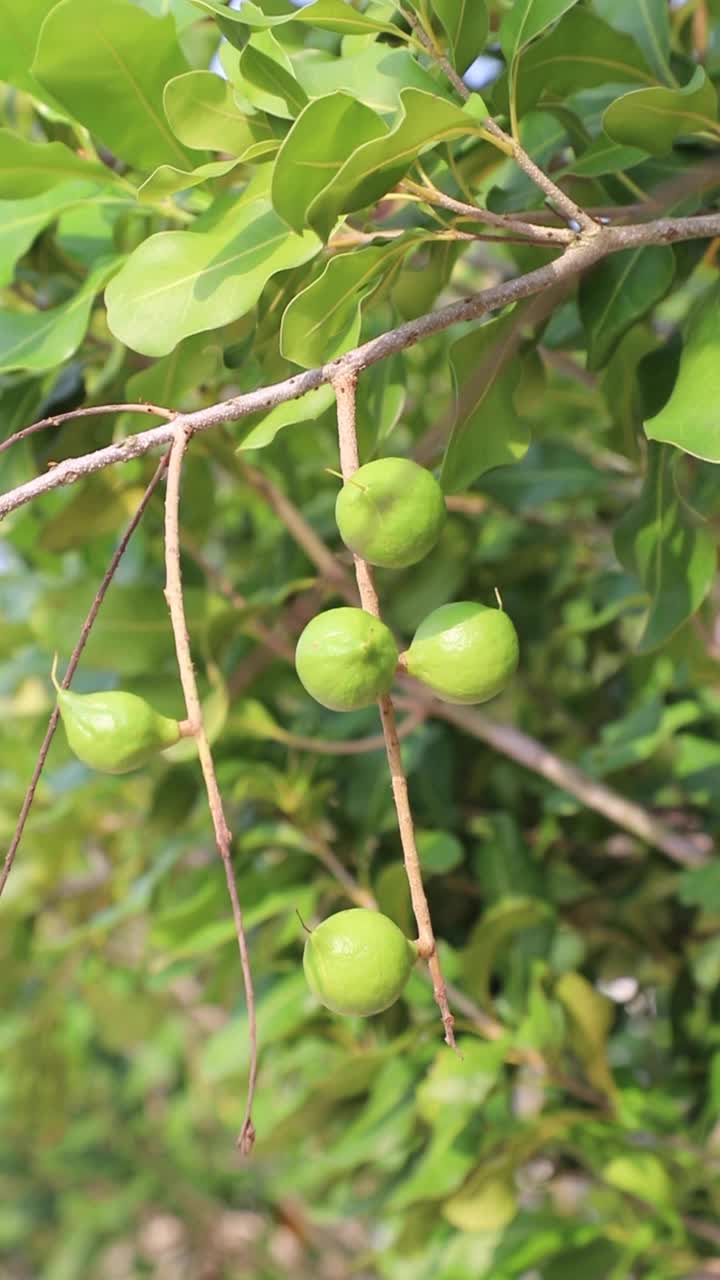 澳洲坚果在树上视频素材