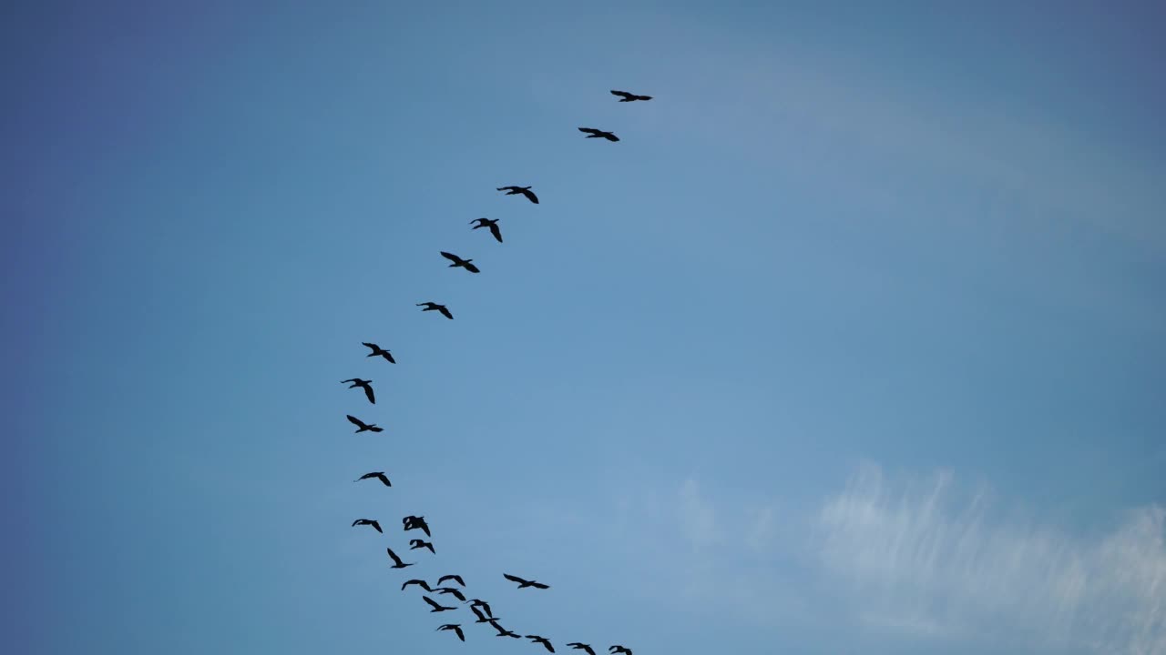 候鸟碧空。一群黑鸟在空中缓慢地移动。季节的变化，气候的变化。鸟类由南向北迁徙。自然野生动物的背景视频素材