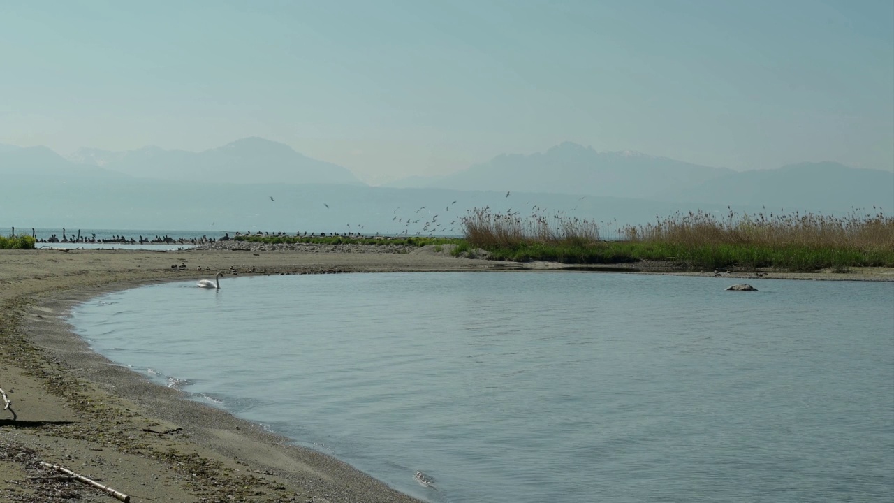 水鸟的时间流逝。黑头鸥和鸬鹚栖息，游泳和飞行在日内瓦湖，瑞士。Chroicocephalus ridibundus。Phalacrocorax碳水化合物。黑色的蓬松。大cormoran。视频素材