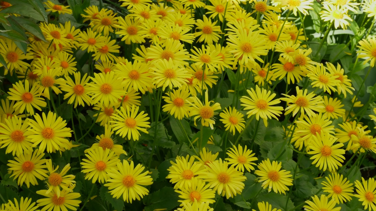 花园里美丽的天然雏菊。黄色花瓣的花朵视频素材