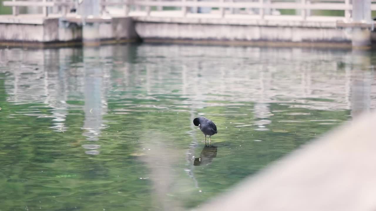 公园湖中的鸬鹚视频素材