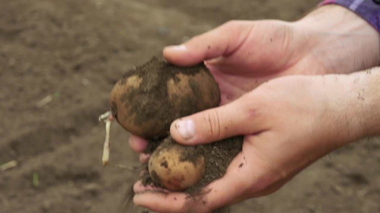 农夫从地上捡起土豆。农业、生态食品、生物产品概念视频素材