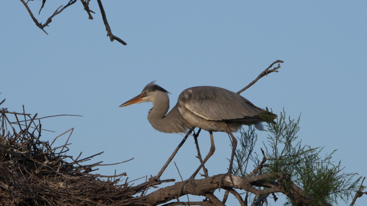 苍鹭，Ardea cinerea, Camargue，法国高桥鸟类公园视频素材