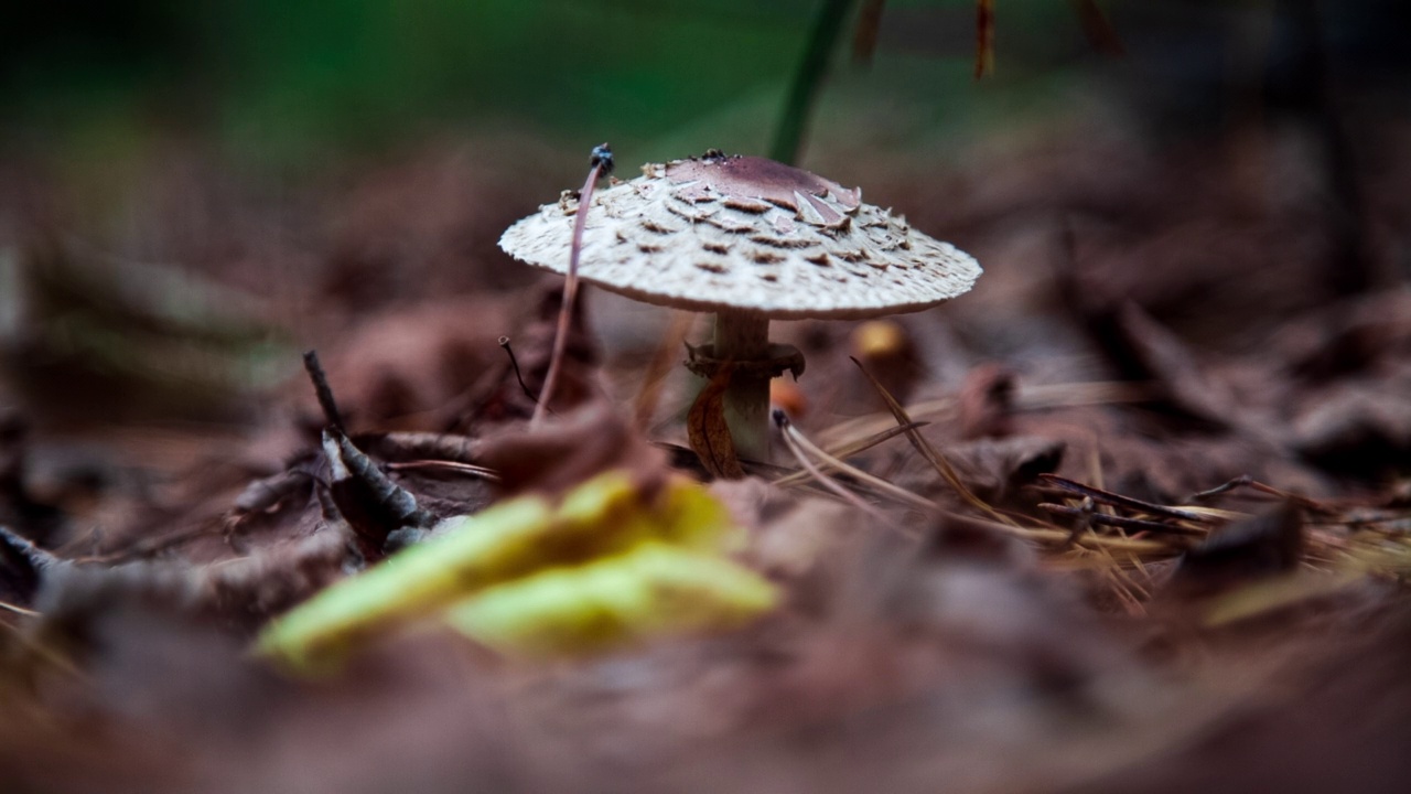 Macrolepiota procera。森林里的蘑菇，帽子上有深棕色的盘子视频素材