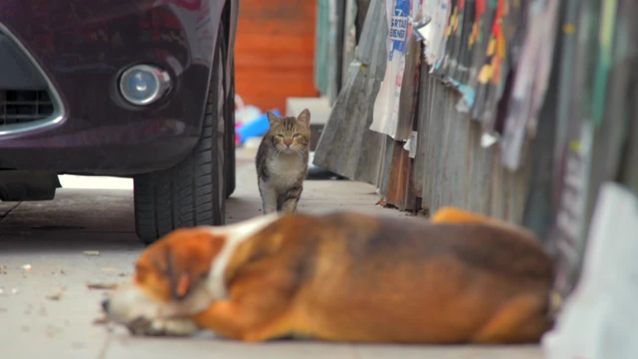 猫坐在户外的特写镜头视频下载