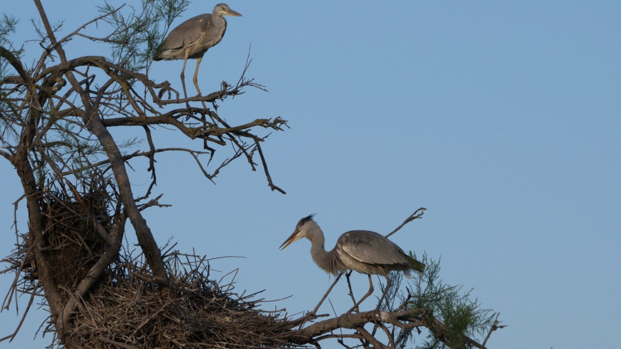 苍鹭，Ardea cinerea, Camargue，法国高桥鸟类公园视频素材