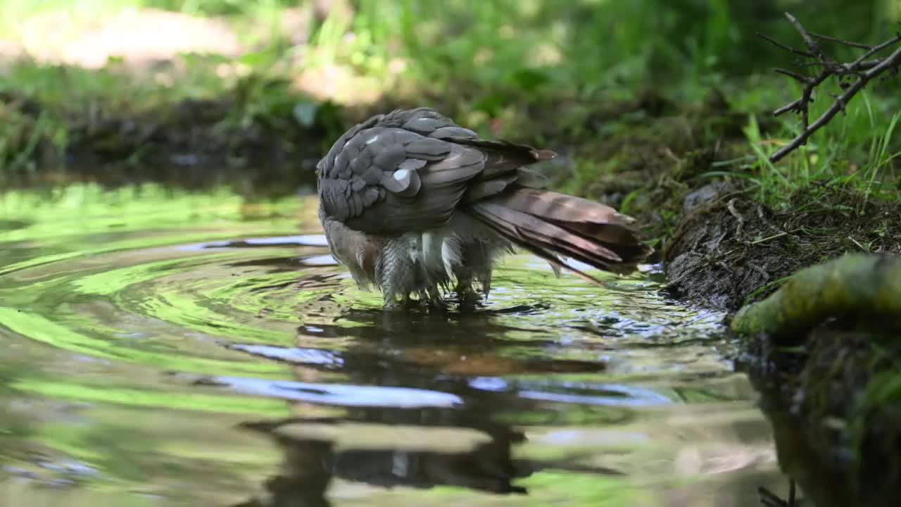 女性sparrowhawk洗视频素材