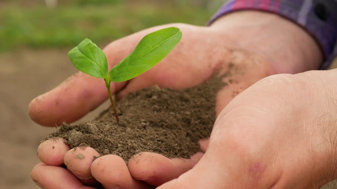 绿化地球。农夫拿着植物的手。种植一棵树。农业。农民手中的黑土植物。一名志愿者正在种植一棵小树，气候在变化，农场上有树苗视频素材