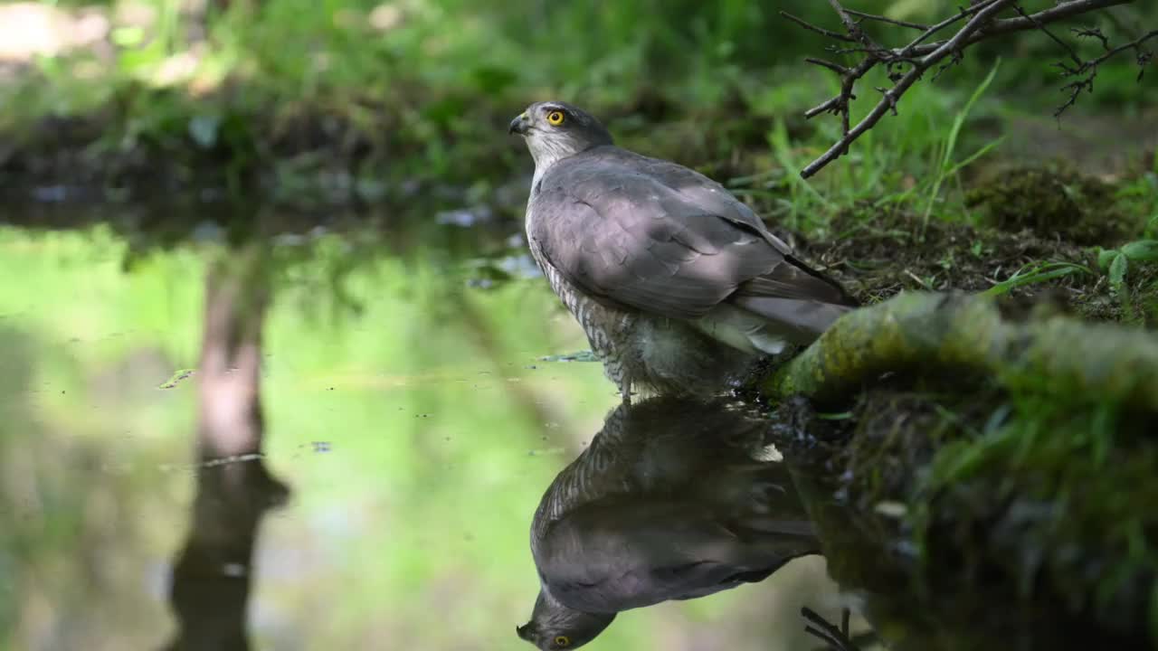 女性sparrowhawk洗视频素材