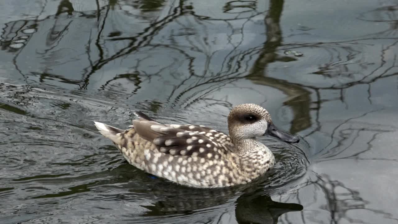 大理石鸭(Marmaronetta angustirostris)游泳视频素材