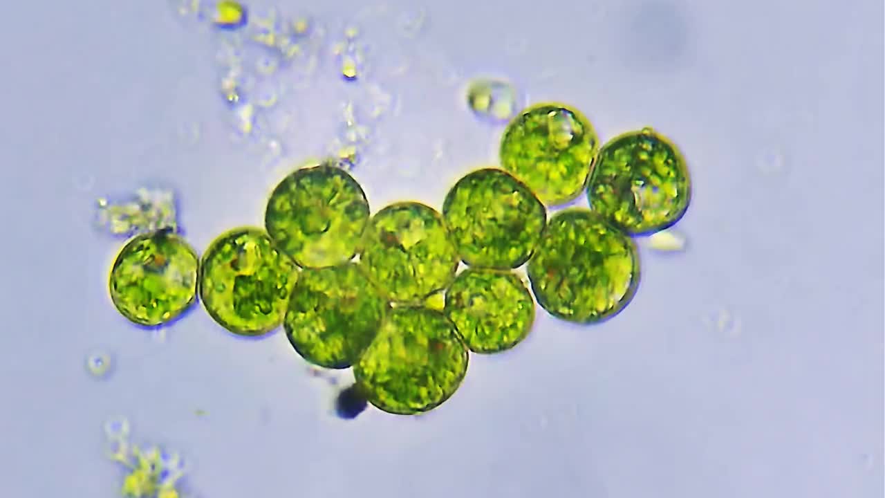 微生物原生动物菌落视频素材