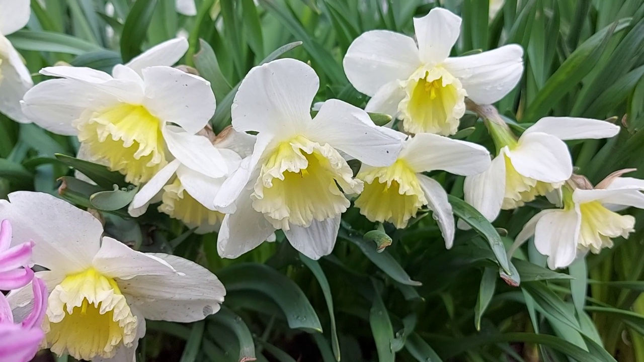 水仙花在花园里生长开花。晴朗有风的日子。春天。视频素材