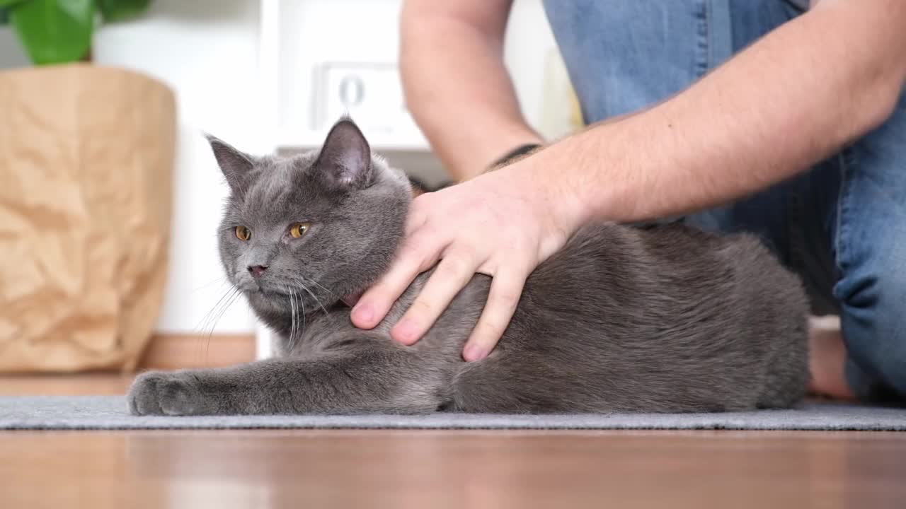 一个男人用特制的手套和梳子梳理猫的皮毛。视频素材