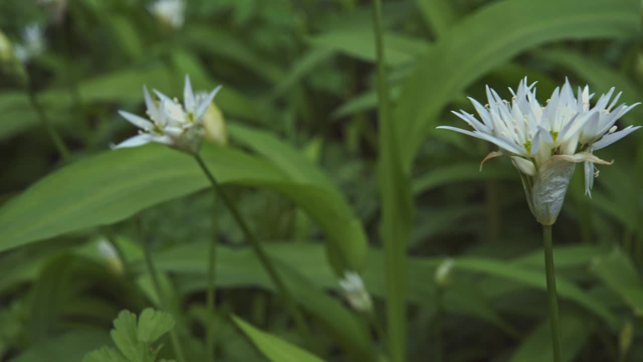 森林中野生大蒜的特写视频素材