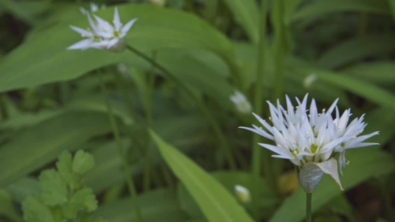 树林里盛开着白色的野生大蒜花视频素材