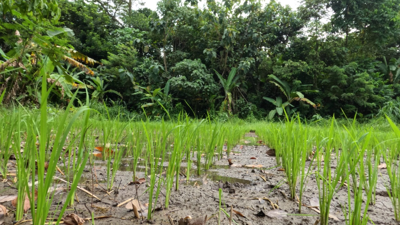 种植茎尚小、叶和茎都是绿色的小型水稻视频素材