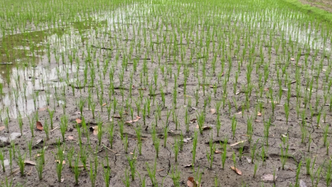 种植茎尚小、叶和茎都是绿色的小型水稻视频素材